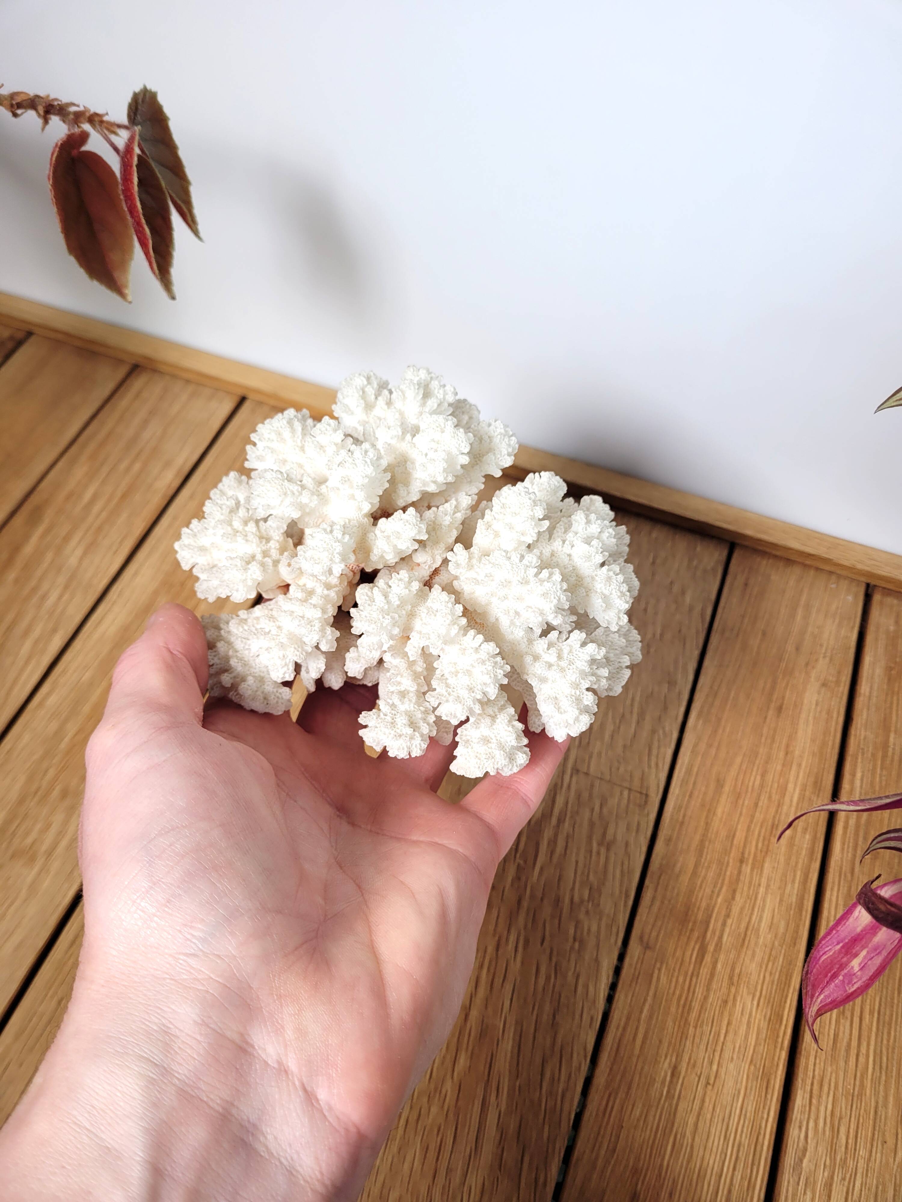 White coral branch 13x12cm
