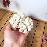 White coral branch 13x12cm