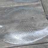 12 assiettes plates Arcoroc vintage en verre transparent figurant un poisson