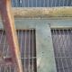 Birdcage