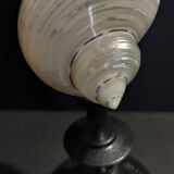 Cabinet of curiosities shell turbo petholatus pearl on base