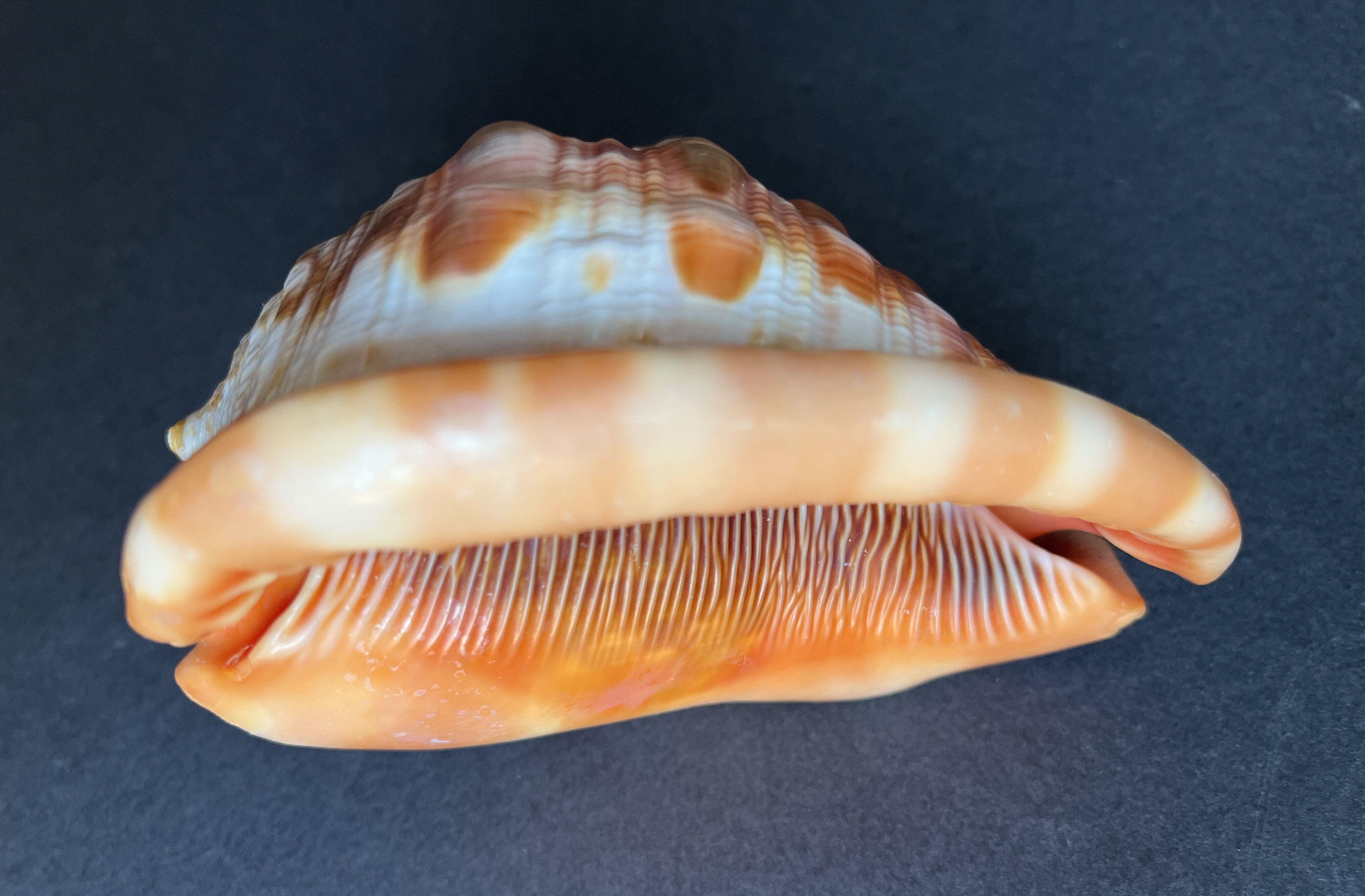 Shell