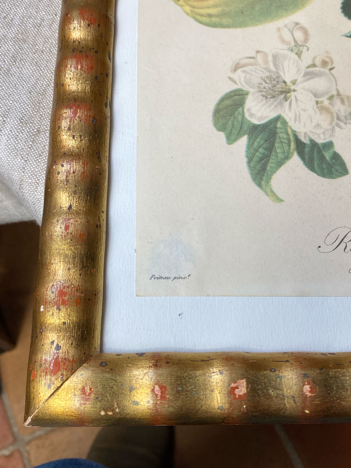 Botanical poster, Langlois print, Royal apple of England