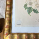 Botanical poster, Langlois print, Royal apple of England