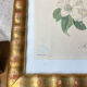 Botanical print, Langlois print, Royal Apple of England