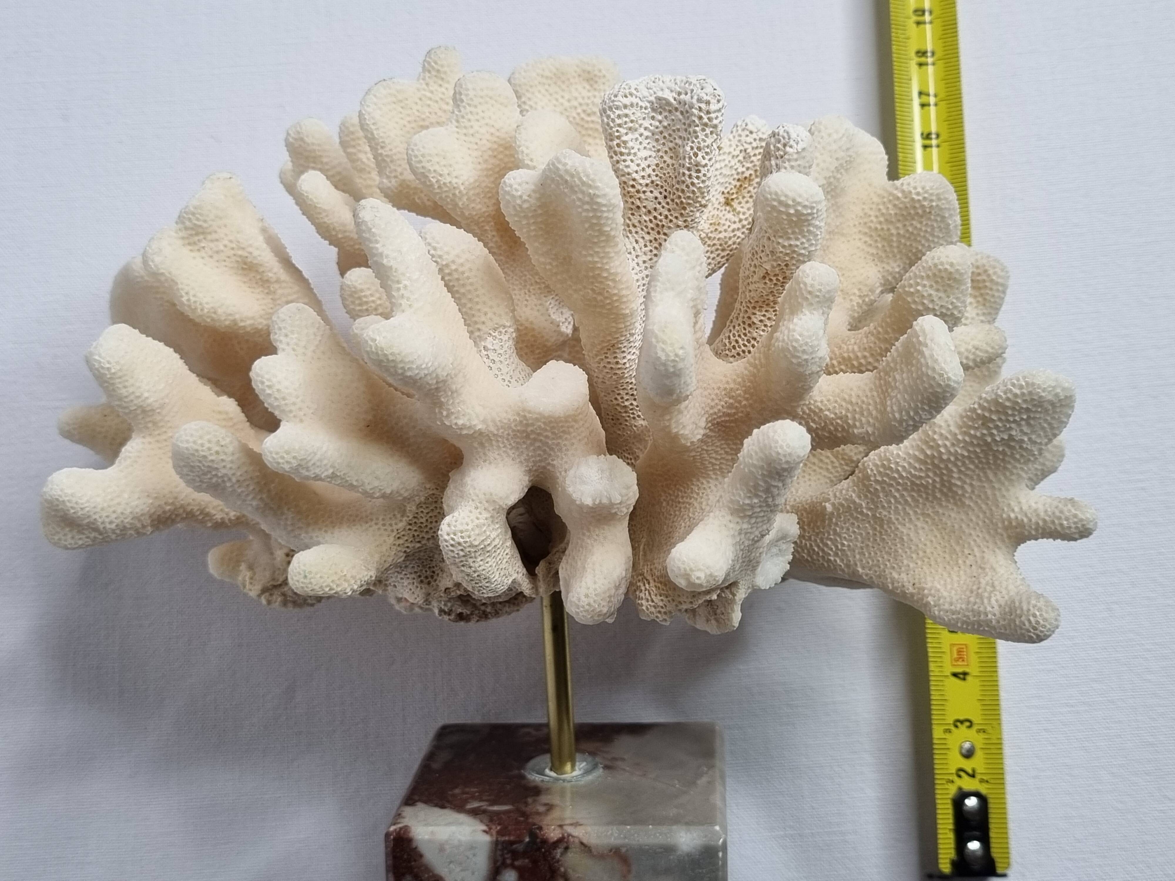 Antique White Coral on Marble Base, Height 18 cm