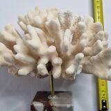Antique White Coral on Marble Base, Height 18 cm