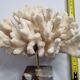 Antique White Coral on Marble Base, Height 18 cm