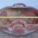 Terracotta planter "basket" with handles, 50 cm