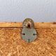 Bamboo coat rack