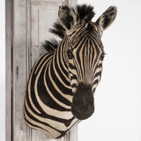 Zebra taxidermy