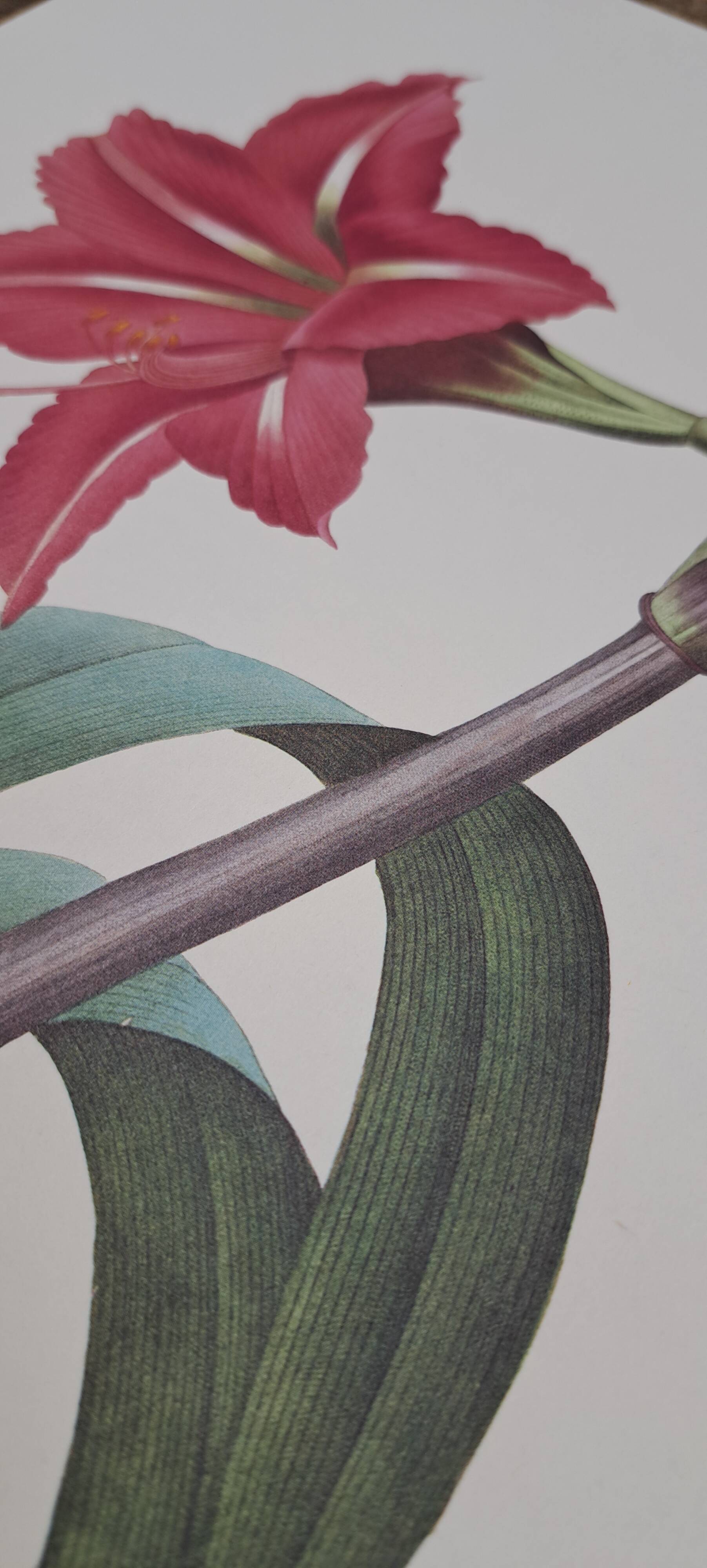 Amaryllis brésilienne