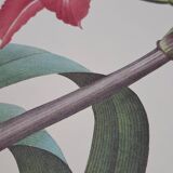 Amaryllis brésilienne