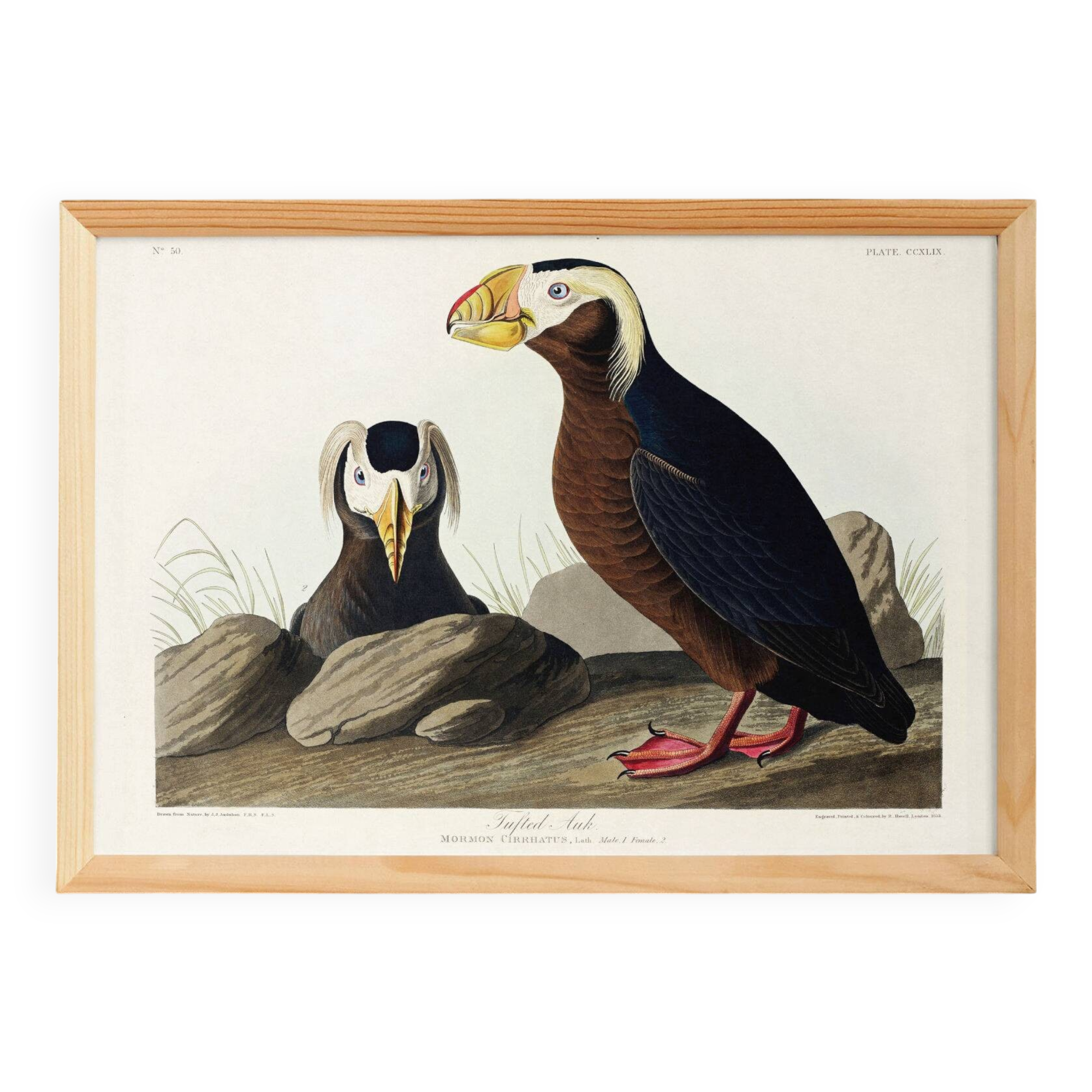 Poster about the Tufted Puffin, based on an old engraving from 1827.
