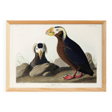 Poster about the Tufted Puffin, based on an old engraving from 1827.