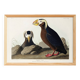 Poster about the Tufted Puffin, based on an old engraving from 1827.