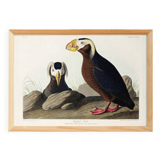 Poster about the Tufted Puffin, based on an old engraving from 1827.
