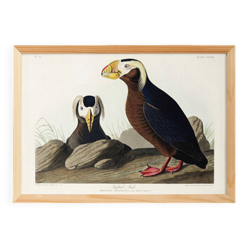 Poster about the Tufted Puffin, based on an old engraving from 1827.