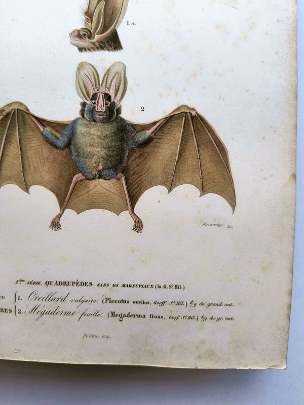 Gravure ancienne de 1849. Chauve-Souris de P.L. Oudart. Colorié à la main