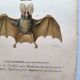 Antique engraving from 1849. Bat by PL Oudart. Hand-colored.
