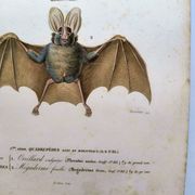 Antique engraving from 1849. Bat by PL Oudart. Hand-colored.