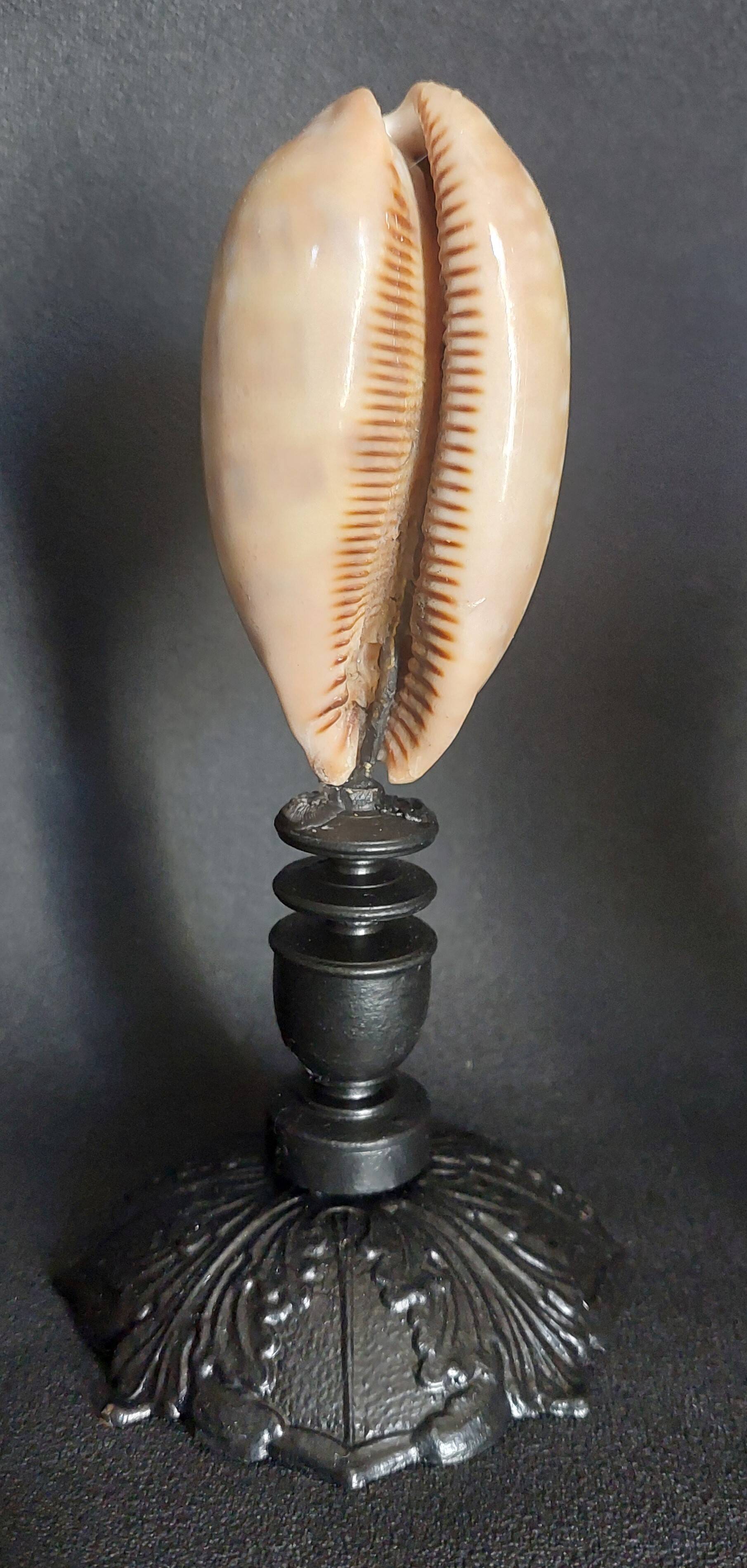 Cabinet of Curiosities macrocypraea zebra shell on a base