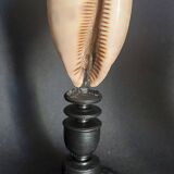 Cabinet of Curiosities macrocypraea zebra shell on a base