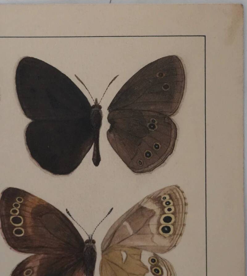 Small brown and orange butterflies, original signed watercolour, Roger METAYE.