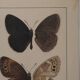 Small brown and orange butterflies, original signed watercolour, Roger METAYE.