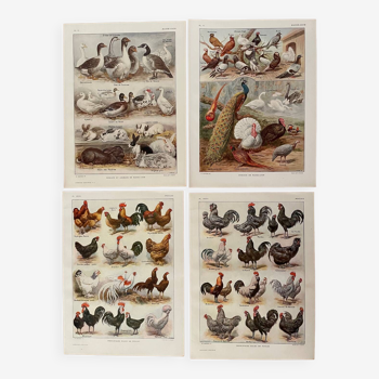 Réservé Zuzana - Lot de  4 lithos sur les oiseaux