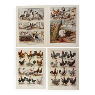 Reserved Zuzana - Set of 4 lithos on birds