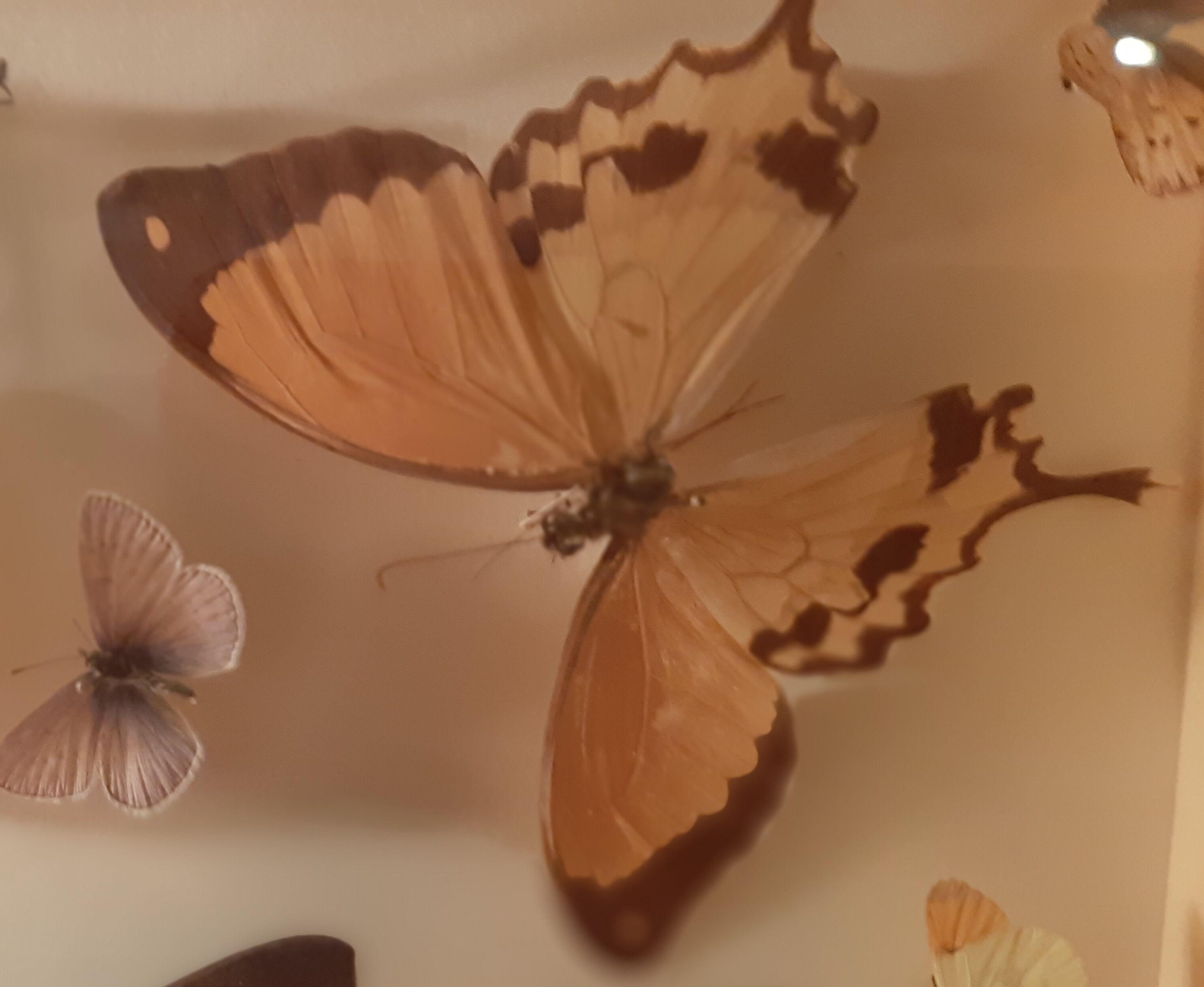 Set of butterflies framed under glass