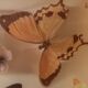 Set of butterflies framed under glass