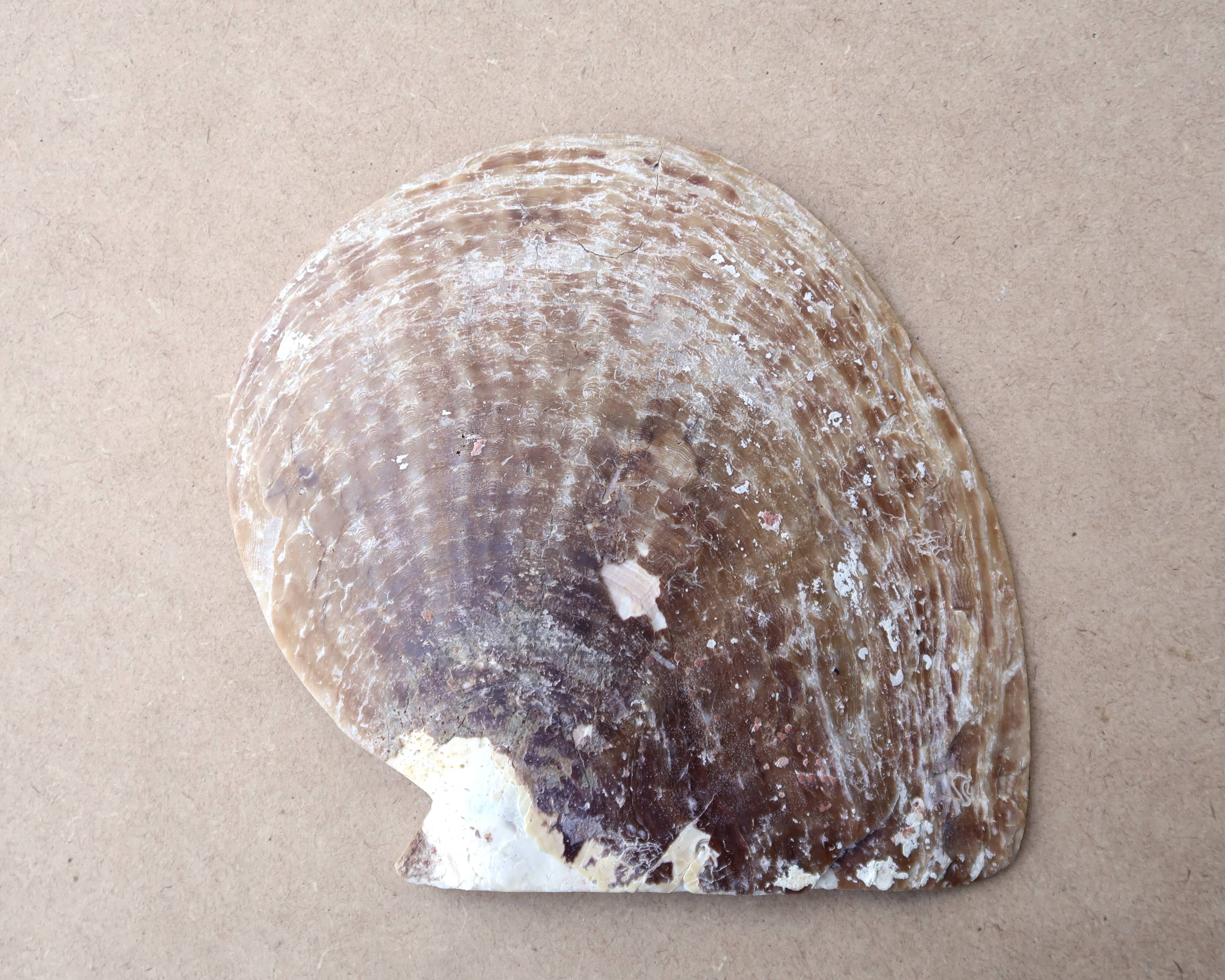 Natural pearl oyster mother-of-pearl pocket emptier, 1970s