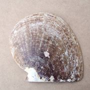 Natural pearl oyster mother-of-pearl pocket emptier, 1970s