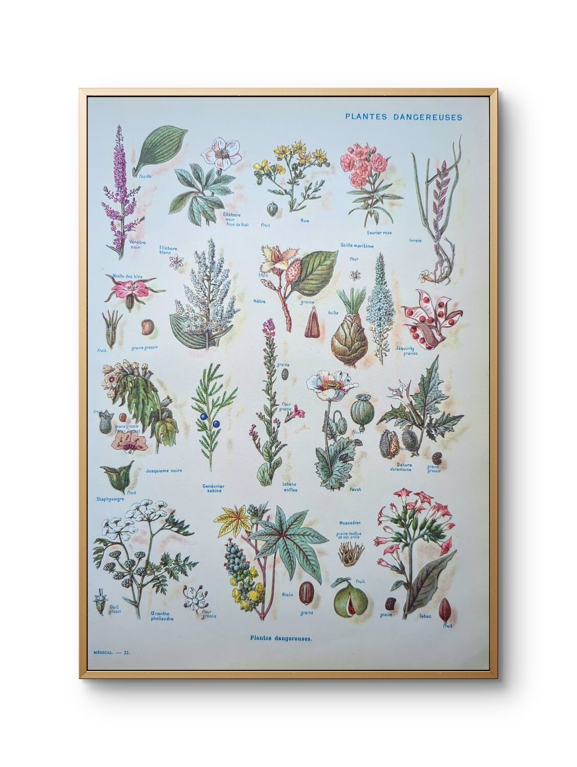 Printed in 1954, Dangerous Plants.