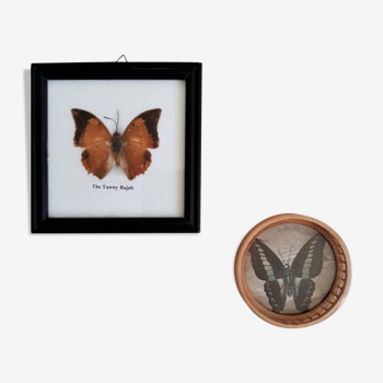 Set 2 vintage naturalized butterfly frames