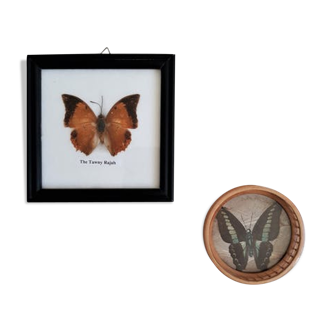 Set 2 vintage naturalized butterfly frames