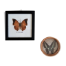 Set 2 vintage naturalized butterfly frames