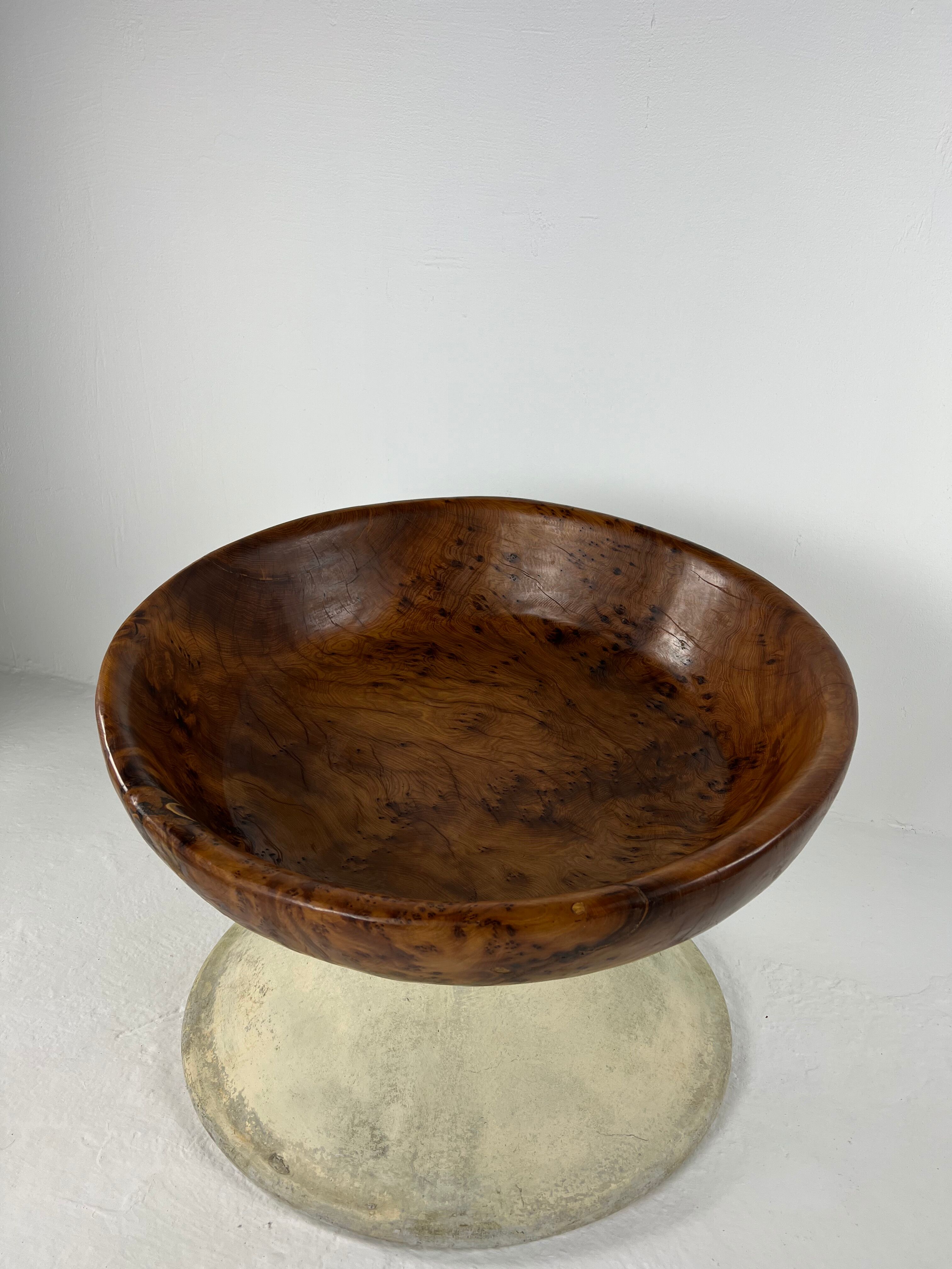 Xxl dish in tuya root