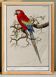 Small poster about the Parrot, after an old engraving from 1610.