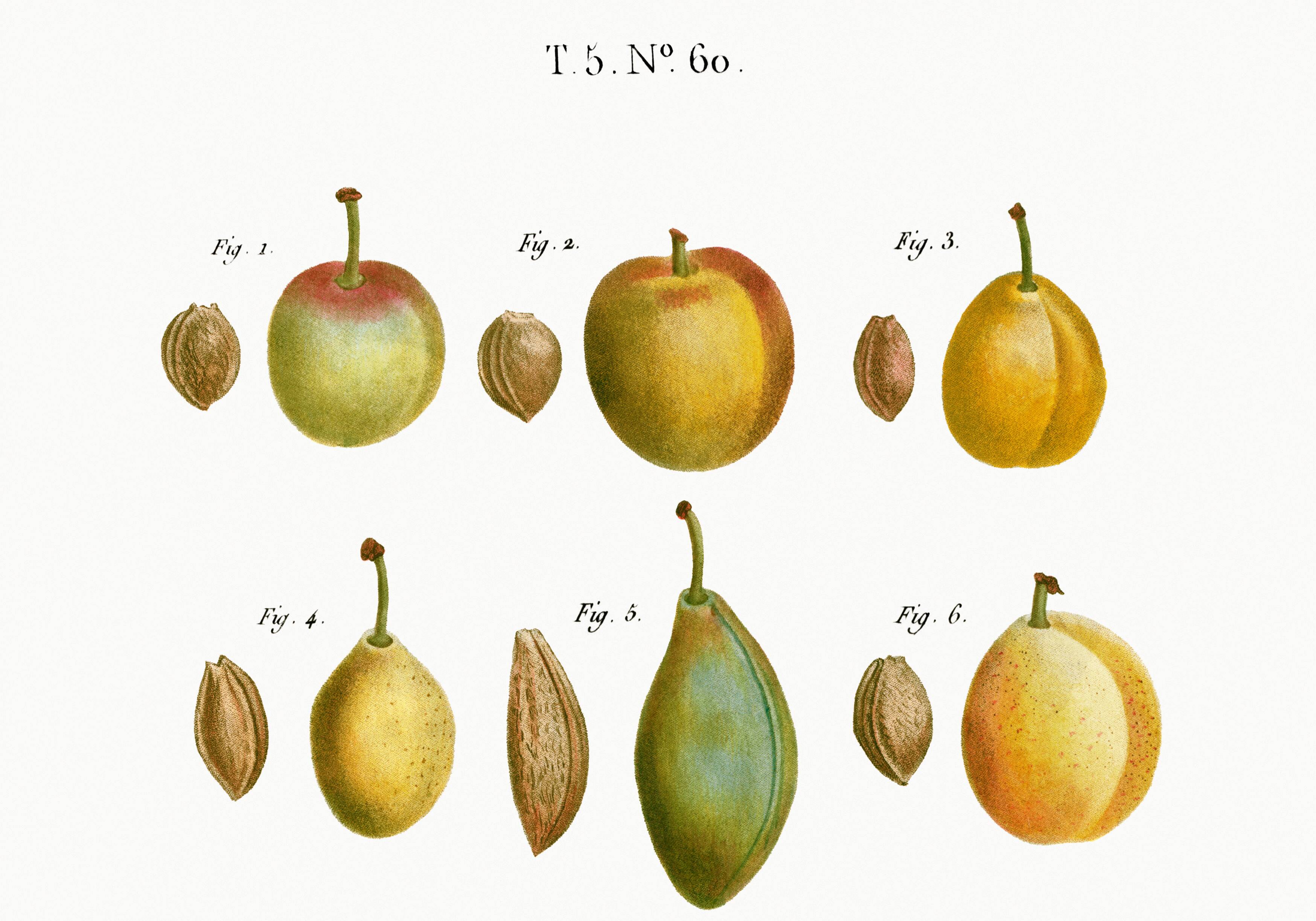 Botanical poster of the domestic plum tree, based on an old engraving