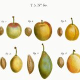 Botanical poster of the domestic plum tree, based on an old engraving