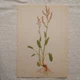Set of 4 Geigy botanical boards