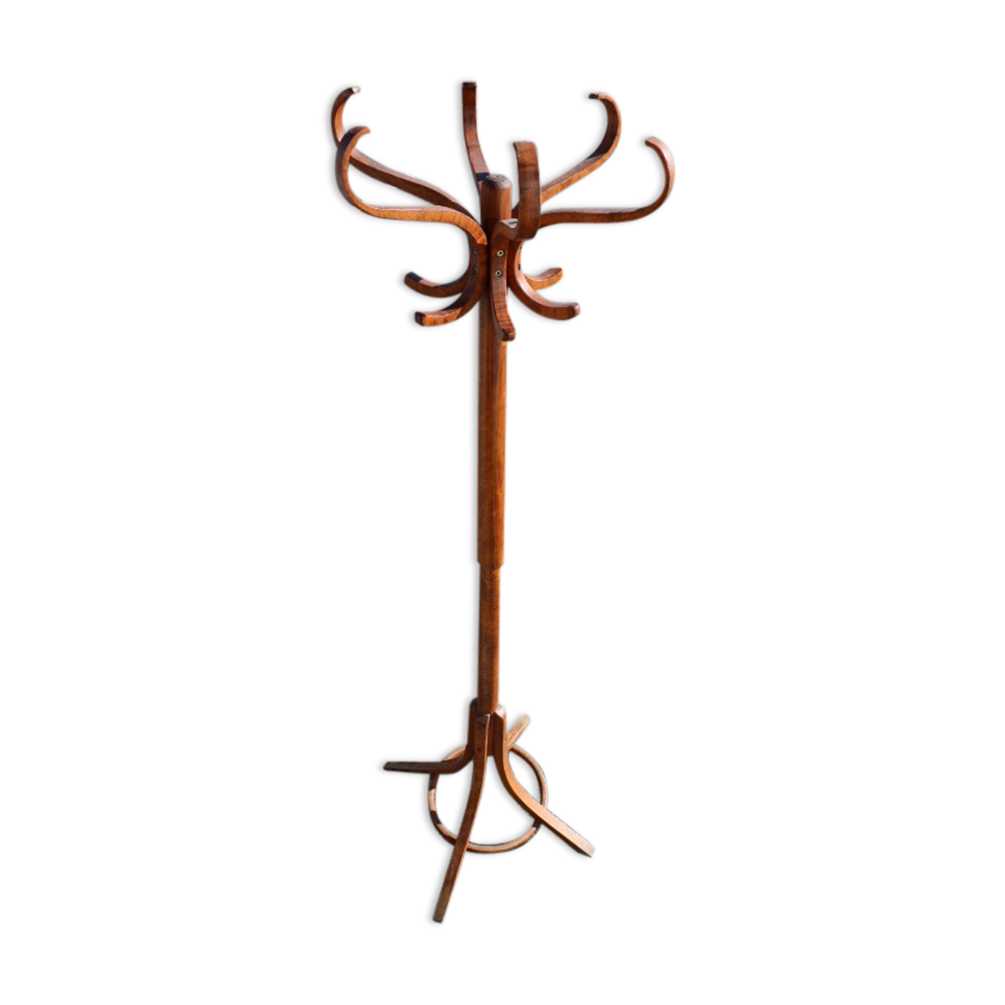 Parrot coat medium baumann beech