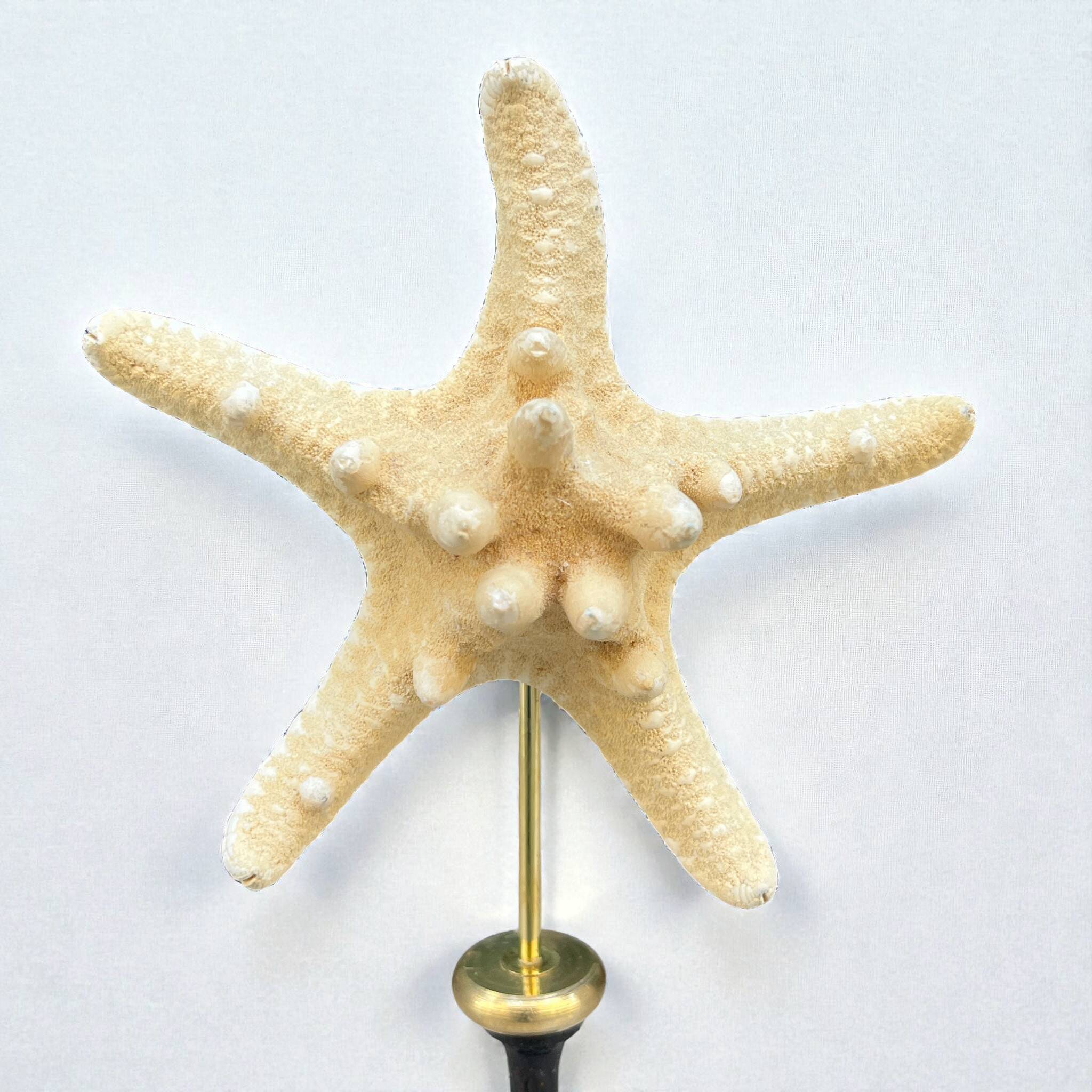 Starfish on a turned wooden base, late 19th century - cabinet of curiosities