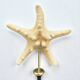 Starfish on a turned wooden base, late 19th century - cabinet of curiosities