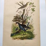 Gravure ancienne de 1839 -Le Pouillot - Planche oiseaux coloriée à la main