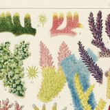 Poster about colored corals, based on an old lithograph from 1893