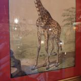 Giraffe engraving
